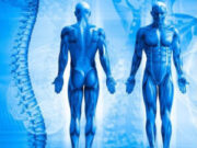 Нужны ли в современном мире знания анатомии человека?