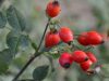 Плоды шиповника
