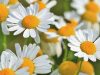 Ромашка аптечная