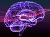 Ученые приблизились к пониманию работы ритмов мозга