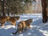 Тигр Борис прошел 200 км российских лесов к своей любимой тигрице