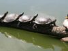 Как американские черепахи захватывают наши водоемы