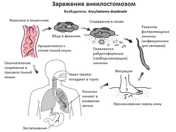 Сыпь в форме сердечка на шее 19-летнего юноши оказалась жилищем паразитов