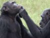 Сами себе знахари: шимпанзе лечат друг друга травами