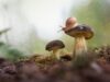 Им милее синтетика? Почему европейцы не собирают и не едят лесные грибы