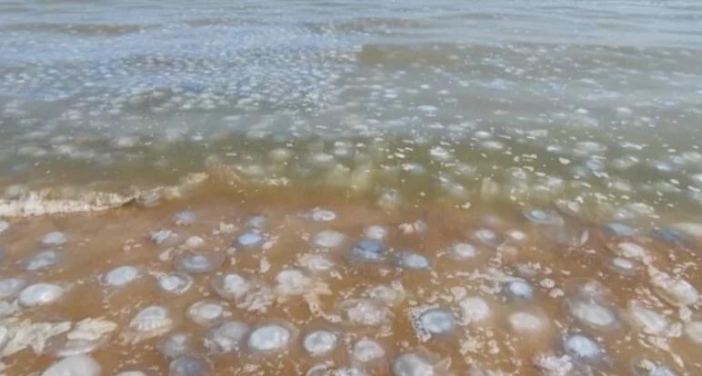Побережье Азовского моря атаковано тысячами медуз: что делать, если ужалил корнерот