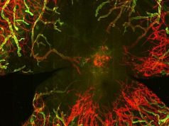 Ученые создали модель химического ожога глаза, позволяющую избежать слепоты