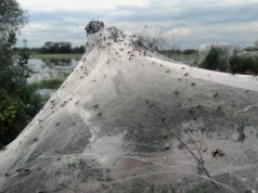 Обнаружена самая большая в мире паутина, в которой обитает более 111 000 пауков двух видов