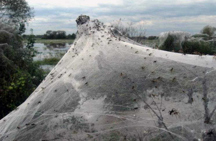 Обнаружена самая большая в мире паутина, в которой обитает более 111 000 пауков двух видов