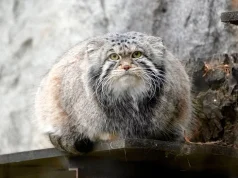 Почему животным зимняя зажировка на пользу, а людям — нет. Вот что говорят врачи