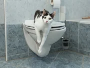 Зачем считать походы в туалет: проверьте, укладываетесь ли вы в норму по версии урологов