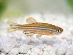 Подопытные рыбки. Ученые нашли новых кандидатов для экспериментов