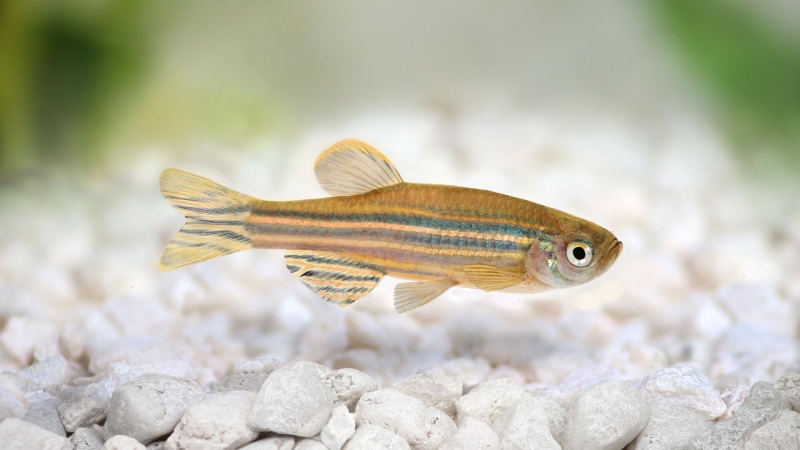 Подопытные рыбки. Ученые нашли новых кандидатов для экспериментов