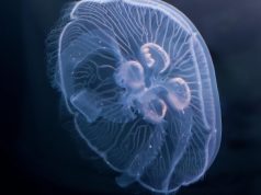 Ученые предложили лечить ожоги коллагеном ушастой медузы