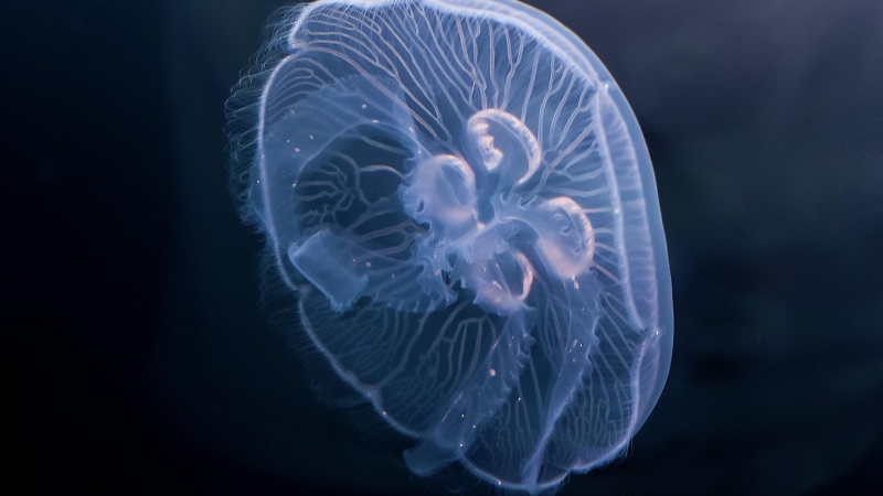 Ученые предложили лечить ожоги коллагеном ушастой медузы