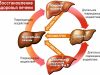 Когда печень просит помощи: как сегодня лечат фиброз печени