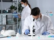 Ученые придумали, как заживлять раны с помощью кожи кролика