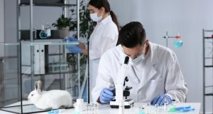 Ученые придумали, как заживлять раны с помощью кожи кролика