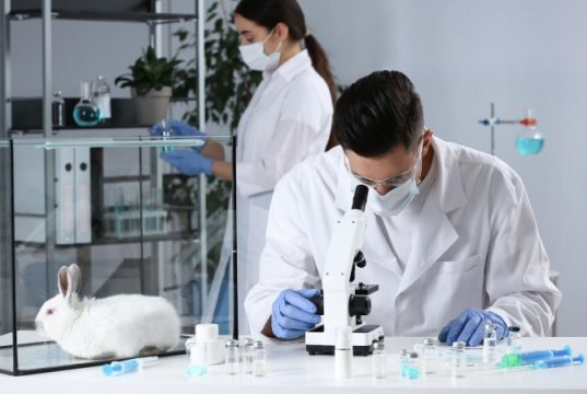 Ученые придумали, как заживлять раны с помощью кожи кролика