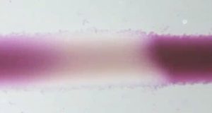 В России создали искусственную «мышечную ткань»