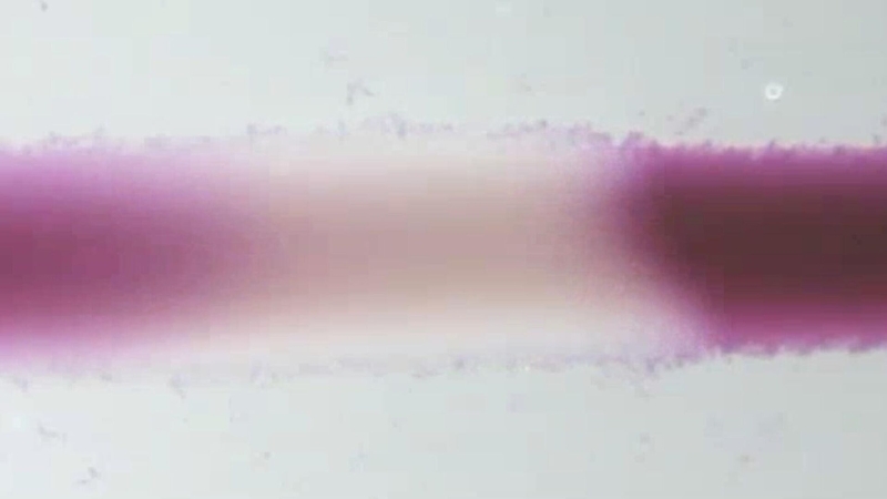 В России создали искусственную "мышечную ткань"