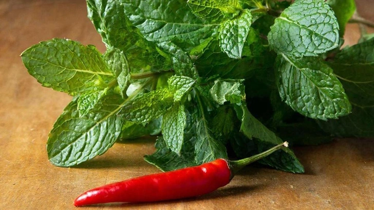 Что будет, если смешать мяту и перец чили: обнаружена неожиданная польза такого сочетания