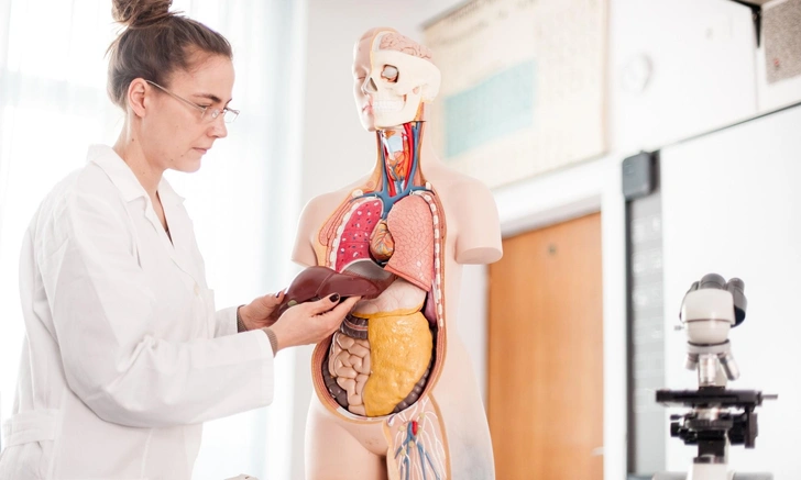 Как двухлетний ребенок: топ-10 самых тяжелых органов в организме человека