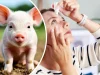 Что вы мне заливаете?! Лечить рак и деменцию предлагают глазными каплями из спермы свиньи