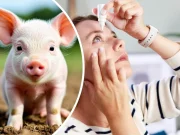 Что вы мне заливаете?! Лечить рак и деменцию предлагают глазными каплями из спермы свиньи