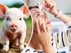 Что вы мне заливаете?! Лечить рак и деменцию предлагают глазными каплями из спермы свиньи