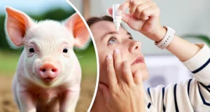 Что вы мне заливаете?! Лечить рак и деменцию предлагают глазными каплями из спермы свиньи