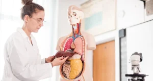 Если печень «устала»: что говорит наука о детокс-продуктах, меняющих организм