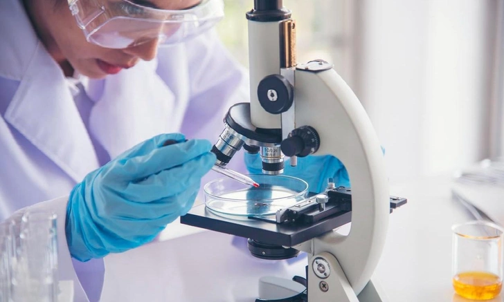 В Гарвардском университете вырастили новую печень для мыши внутри ее организма