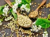 Этот продукт не для всех: как меняется состав гречки после проращивания