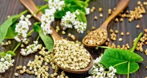 Этот продукт не для всех: как меняется состав гречки после проращивания