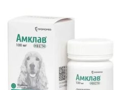 Антибиотики для собак при гастроэнтерите: когда они нужны и что важно знать владельцу