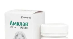Антибиотики для собак при гастроэнтерите: когда они нужны и что важно знать владельцу