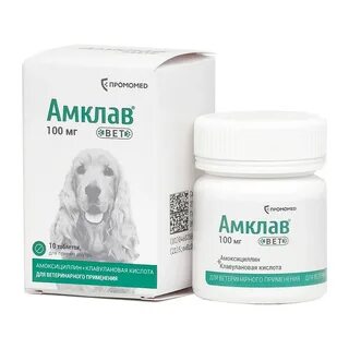 Антибиотики для собак при гастроэнтерите: когда они нужны и что важно знать владельцу