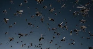 Почему человеку и планете не жить без комаров, объяснила ученая ПНИПУ