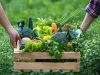 Биотехнолог Желянина назвала топ-5 самых полезных овощей сентября
