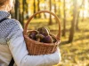 Почему этой осенью нам всем обязательно нужна корзина белых грибов